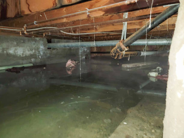 Best Water damage contractors near me  in Downers Grove, IL